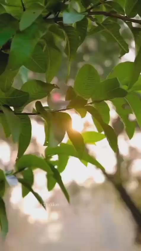 Thread Work Festive Co-ord Set